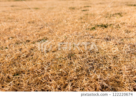 冬天的草坪 122220674