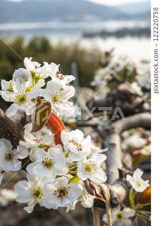 20th Century Pear Flower (Yurihama Town, Tottori Prefecture) 20th Century Pear Flower (Yurihama Town, Tottori Prefecture) 122220758