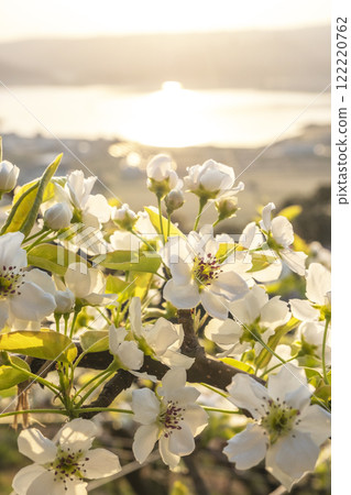 20th Century Pear Flower (Yurihama Town, Tottori Prefecture) 20th Century Pear Flower (Yurihama Town, Tottori Prefecture) 122220762