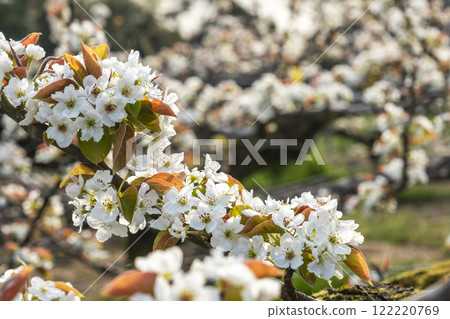 20th Century Pear Flower (Yurihama Town, Tottori Prefecture) 20th Century Pear Flower (Yurihama Town, Tottori Prefecture) 122220769