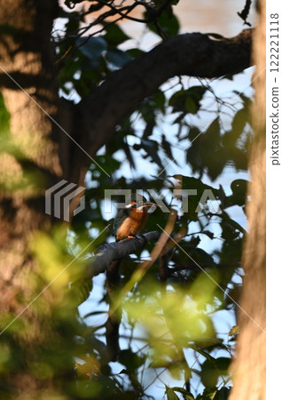 Kingfisher: Hide and seek in the city Kingfisher: Hide and seek in the city 122221118
