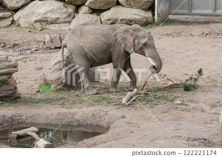 African elephant calf holding a branch African elephant calf holding a branch 122221174