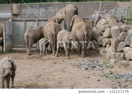 African elephants gathering in groups 122221176