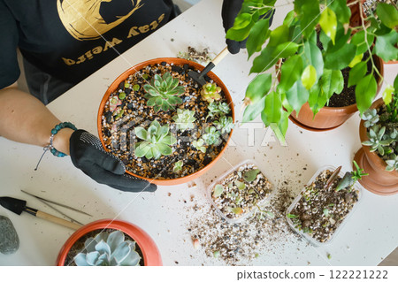 Gardening enthusiast caring for succulents in indoor planting setup 122221222