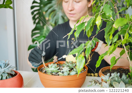 Gardener caring for indoor succulents and foliage plants Gardener caring for indoor succulents and foliage plants 122221240