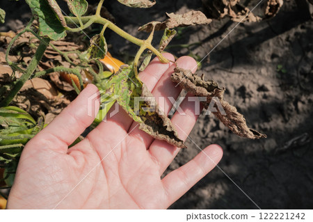 Adult caucasian female hand inspecting wilted tomato plant leaves in garden Adult caucasian female hand inspecting wilted tomato plant leaves in garden 122221242