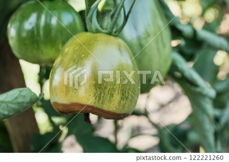 Unripe green tomato growing with disease on plant in garden 122221260