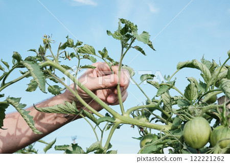 Caucasian male adjusting tomato plant in garden scene under clear sky 122221262