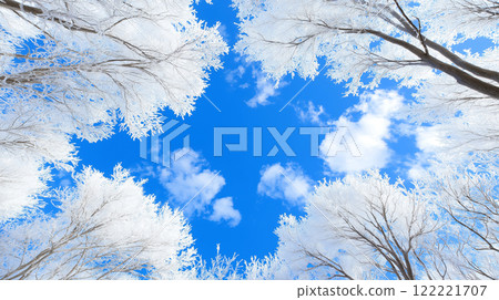 Winter trees forming snowy canopy against bright blue sky 122221707