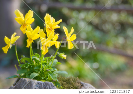 黃花 122221857