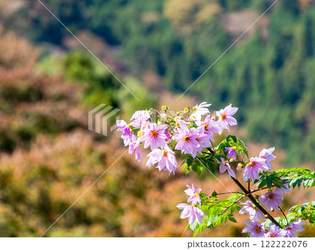 Beautiful Dahlia flowers with autumn leaves in the background 122222076