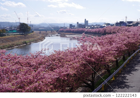 Cherry blossom trees along the Otsu River (Okazaki City, Aichi Prefecture) Cherry blossom trees along the Otsu River (Okazaki City, Aichi Prefecture) 122222143