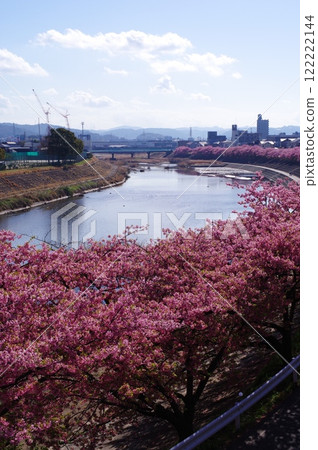 Cherry blossom trees along the Otsu River (Okazaki City, Aichi Prefecture) Cherry blossom trees along the Otsu River (Okazaki City, Aichi Prefecture) 122222144