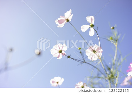 Cosmos shining in the blue sky Cosmos shining in the blue sky 122222155