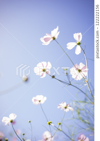 Cosmos shining in the blue sky Cosmos shining in the blue sky 122222156