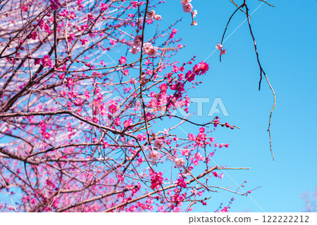 Plum blossom  122222212