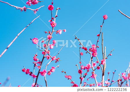 Plum blossom  122222236