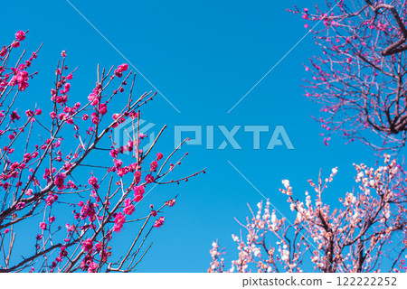 梅花 梅花 122222252