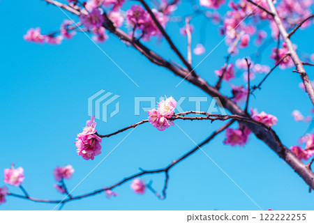 Plum blossom  Plum blossom  122222255
