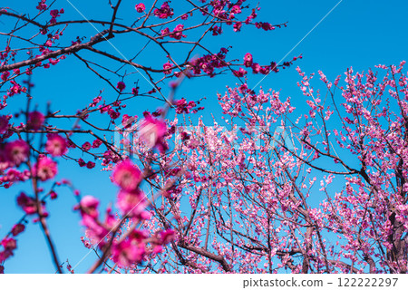 Plum blossom  122222297