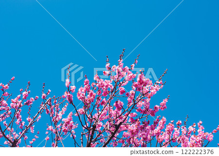 Plum blossom  122222376