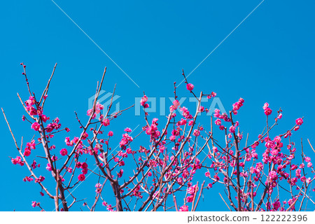 Plum blossom  122222396