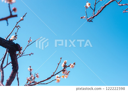 Plum blossom Plum blossom 122222398