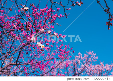 Plum blossom  122222412