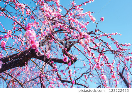 Plum blossom  122222423