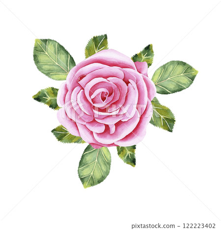 Watercolor botanical flower with leaves. Luxurious garden pink rose. Realistic illustration. Hand drawn in botanical style. Image for your design Watercolor botanical flower with leaves. Luxurious garden pink rose. Realistic illustration. Hand drawn in botanical style. Image for your design 122223402