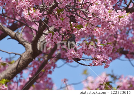 Cherry blossom trees along the Otsu River (Okazaki City, Aichi Prefecture) 122223615