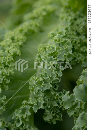 cabbage in the vegetable garden 122223655