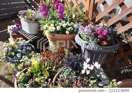 Winter flower planting & potting Winter flower planting & potting 122223699