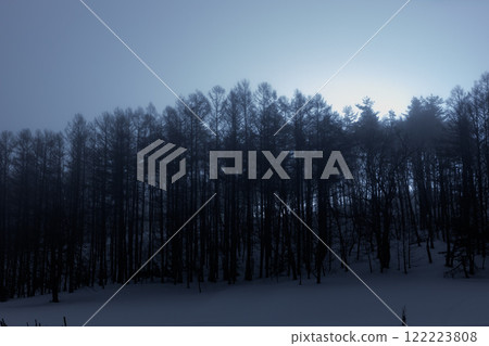 冬夜霧中的落葉松森林 122223808
