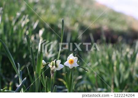 越前水仙花樂園裡盛開的水仙花 122224204