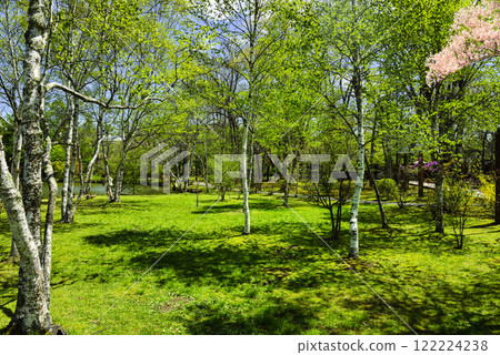 Fresh green landscape: Birch Fresh green landscape: Birch 122224238