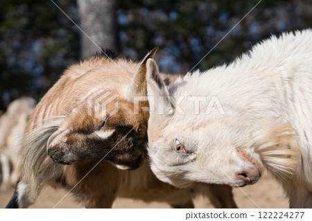 Fighting goats 122224277