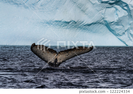 Tail of a humpback whale in the Antarctic 122224334