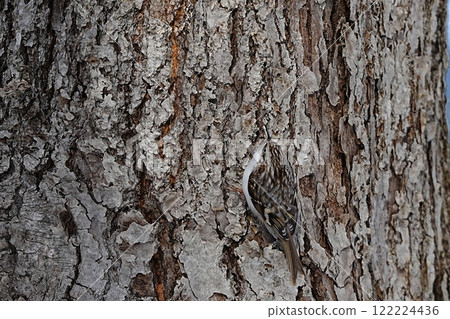 Treecreeper disguised as bark Treecreeper disguised as bark 122224436