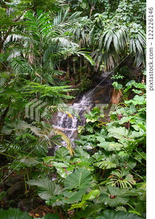 A mountain stream in the Seychelles rainforest A mountain stream in the Seychelles rainforest 122226146