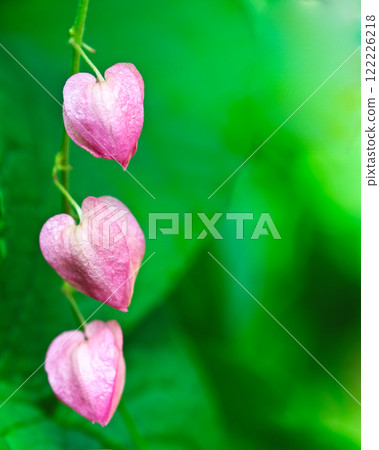 Pink flower on a black background. (Coral Vine, Mexican Creeper, Chain of Love) Pink flower on a black background. (Coral Vine, Mexican Creeper, Chain of Love) 122226218