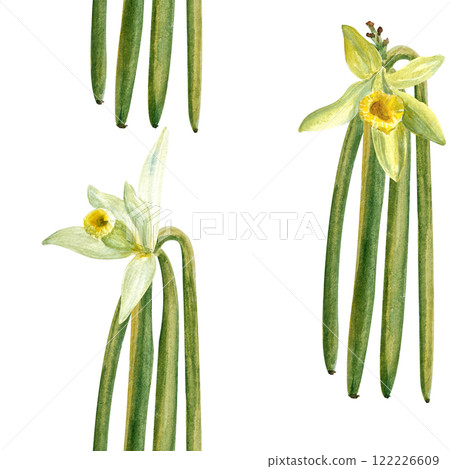 Vanilla flowers and beans plant seamless pattern in watercolor isolated on white background. High quality hand drawn design perfect for spice box, cafe menu, desert packaging, wrapping paper, logo 122226609