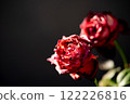 Red roses that can withstand the cold of winter 122226816