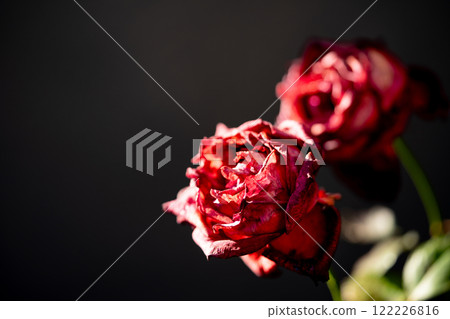 Red roses that can withstand the cold of winter Red roses that can withstand the cold of winter 122226816