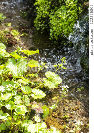 Wasabi being cultivated in a clear stream (Sekigane-cho, Kurayoshi City) 122226862