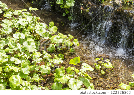 Wasabi being cultivated in a clear stream (Sekigane-cho, Kurayoshi City) 122226863
