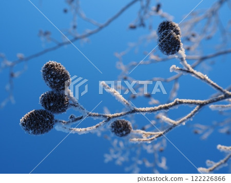 冬天的早晨，榿木上覆蓋著白霜 (202412300726) 122226866