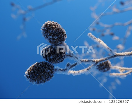 冬天的早晨，榿木上覆蓋著白霜 (20241230072629) 122226867