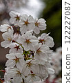 Cherry blossoms bathed in spring light 122227087