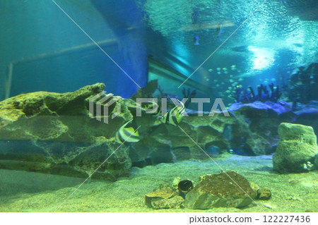 Heniochus acuminatus fish in the aquarium side view. Keeping fish 122227436